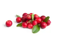 Canneberge ou cranberry, crue