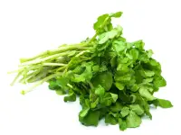 Cresson de fontaine, cru